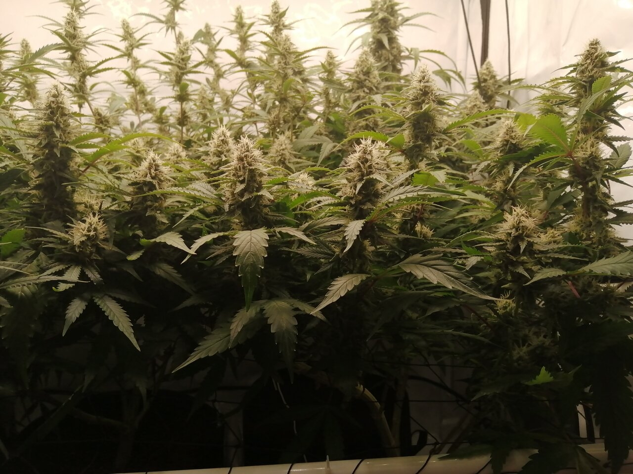 Mixed Strains Scrog - Day 35 Of Flower