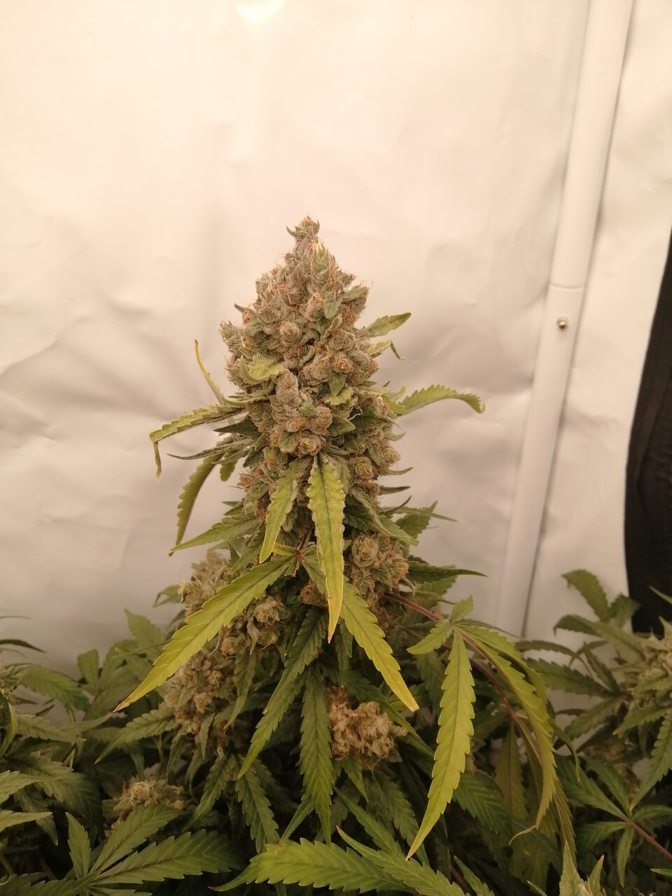 Mixed Strains Scrog - Day 48 Of Flower