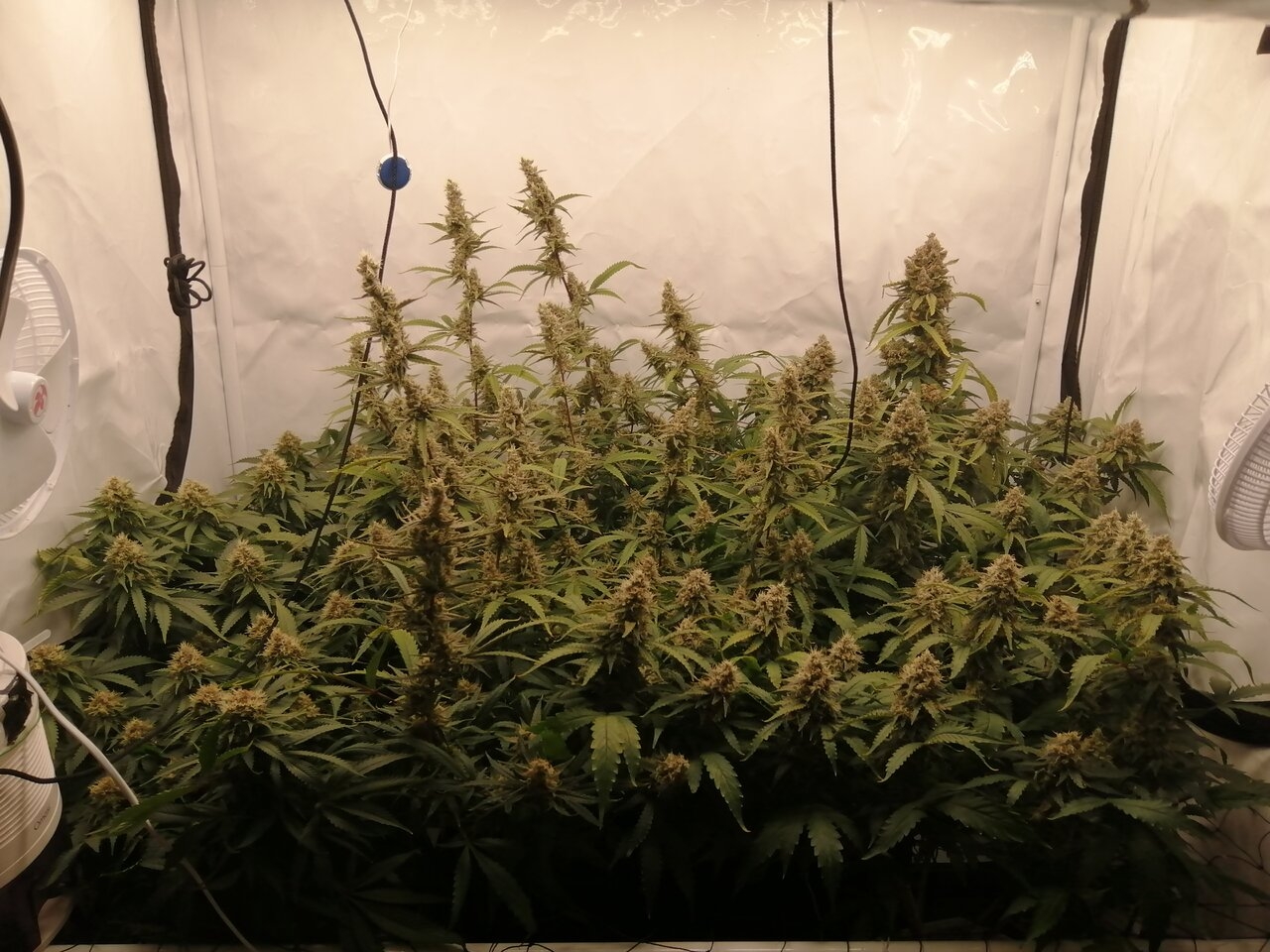 Mixed Strains Scrog - Day 48 Of Flower