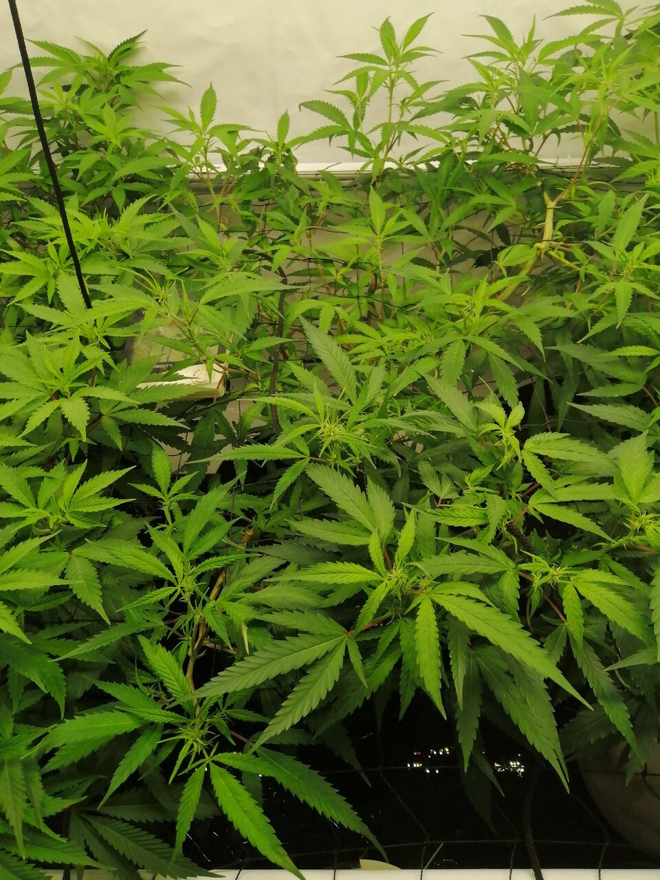 Mixed Strains Scrog - Day 8 Of Flower