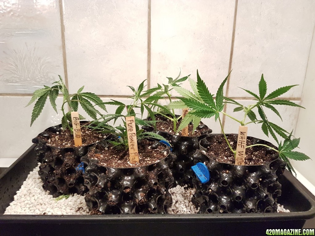 MODIFIED AIRPOT CLONING - CLONING COMPLETE