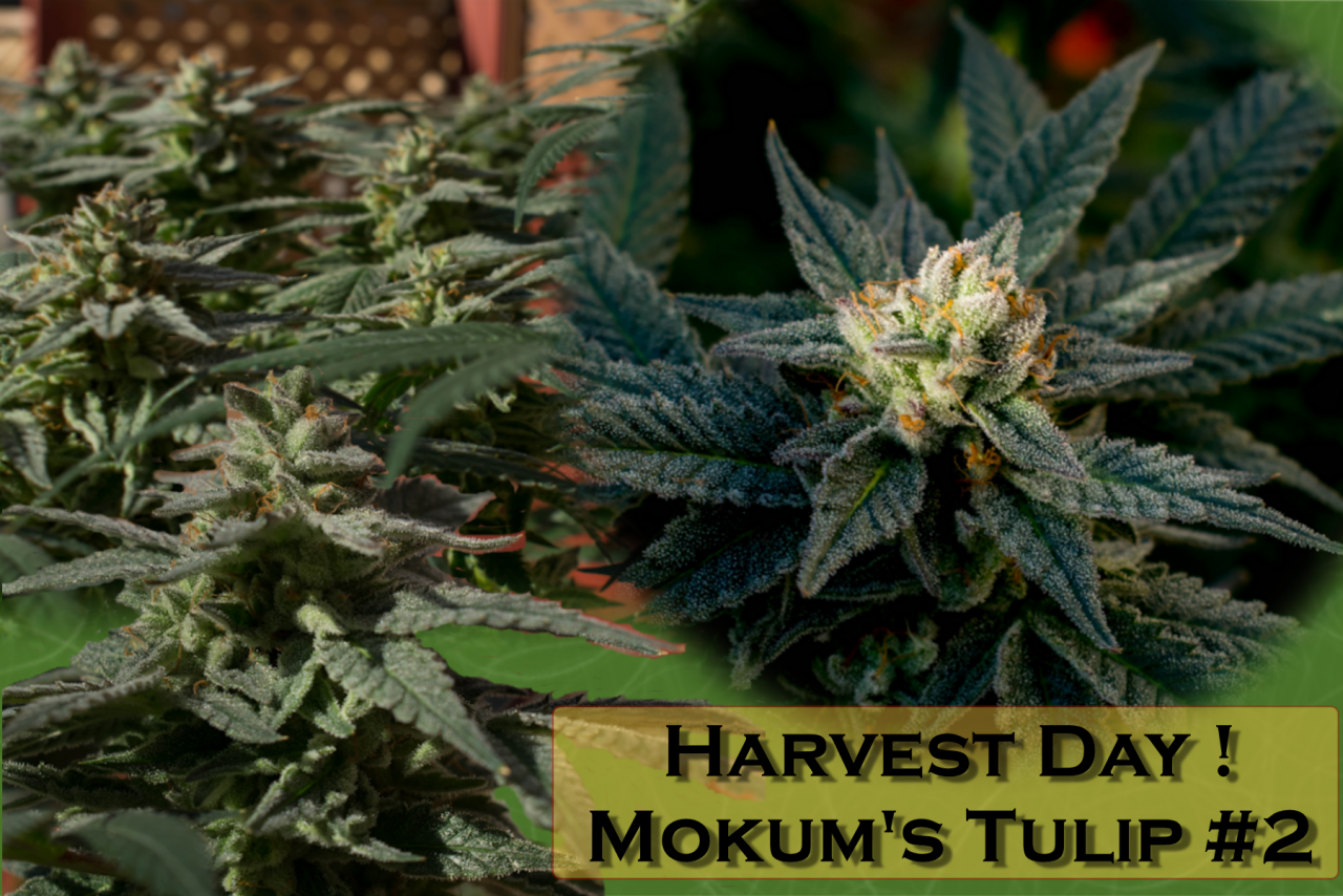 Mokum's Tulip #2 Harvest