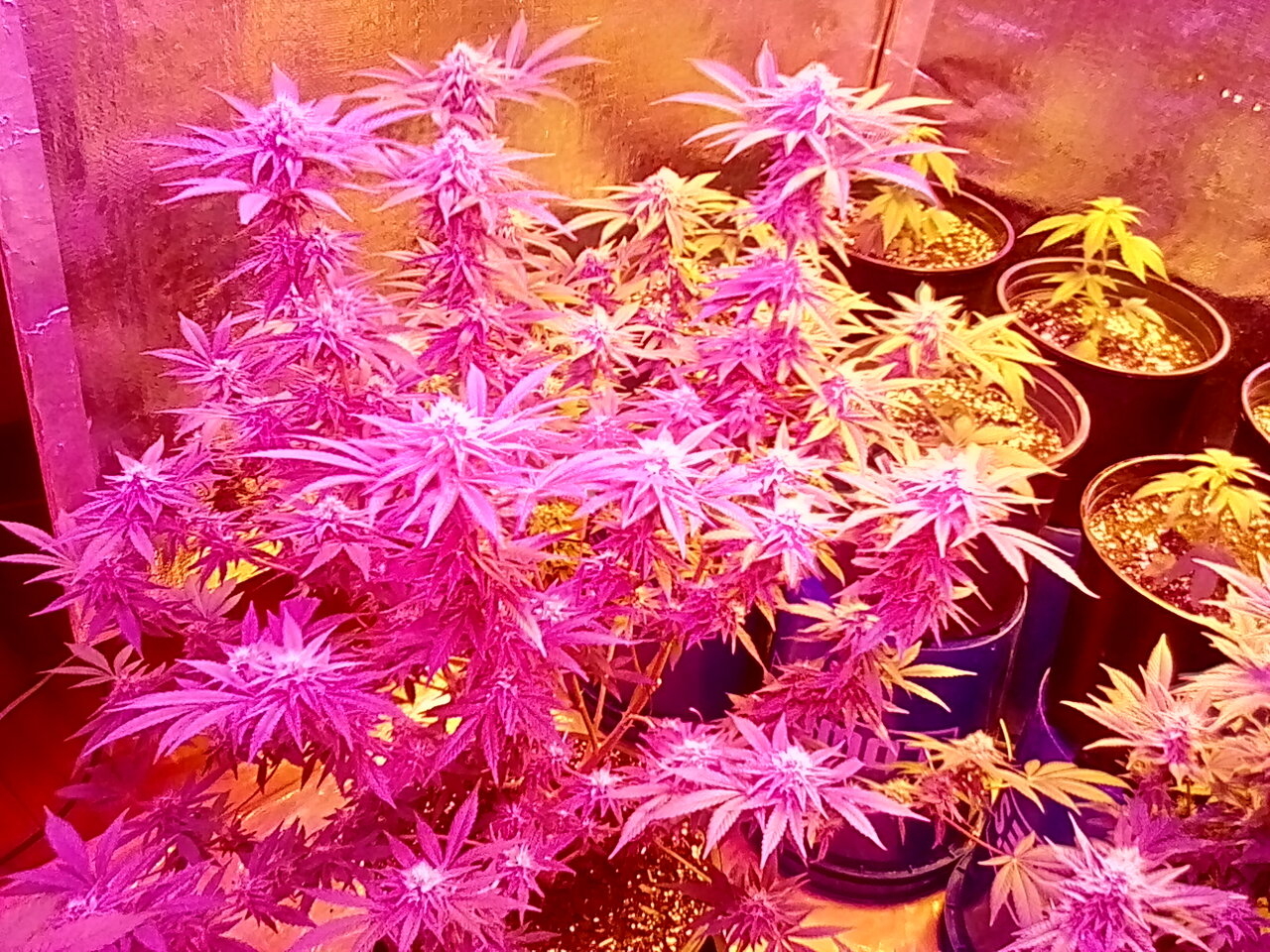 Mom at day 44 with her offspring Fruity pebbles