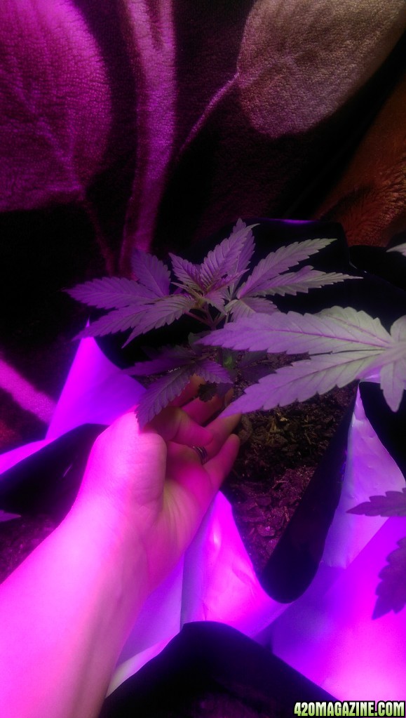 month old grow..