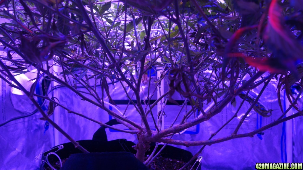more photos from my first grow journal/3rd grow