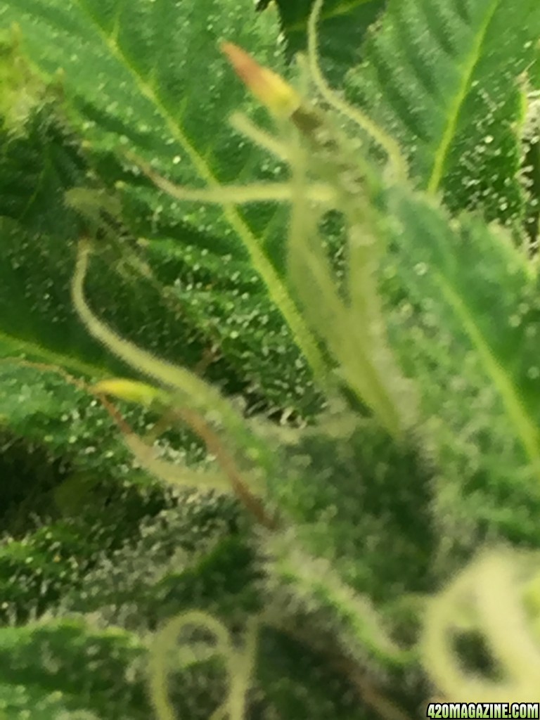 More White Widow from my first grow