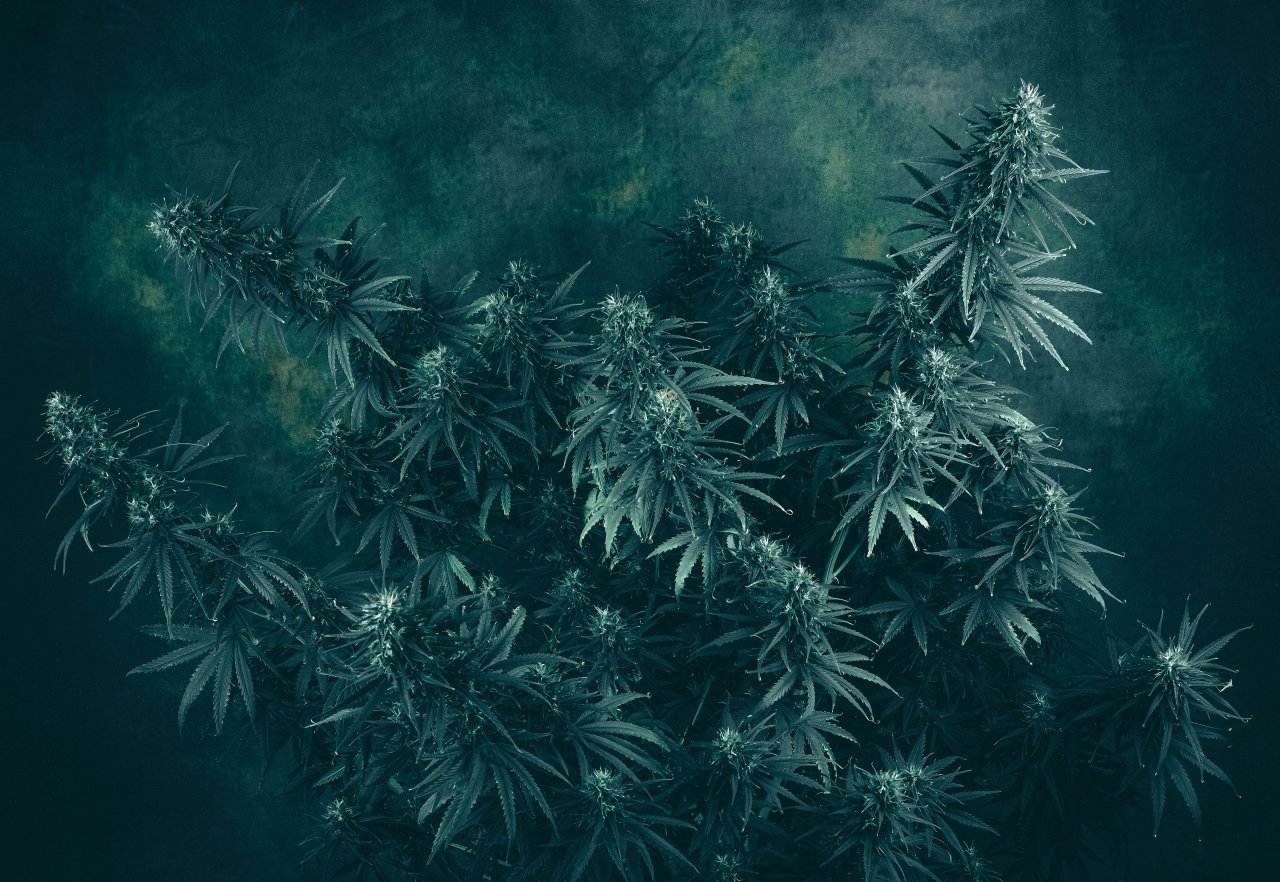Morning Cannabis Portrait.jpg
