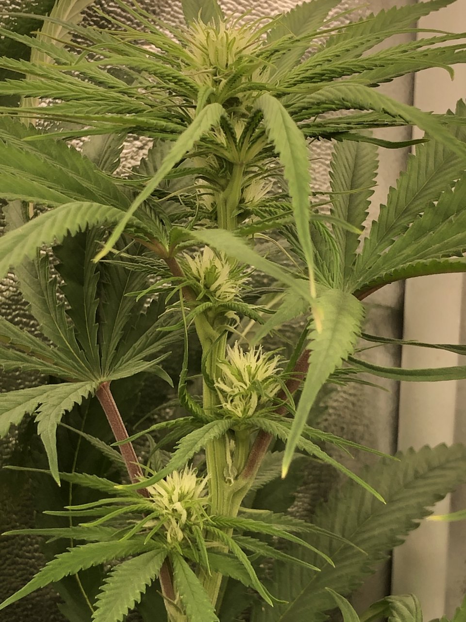 Mountain Gold Flower Day 15