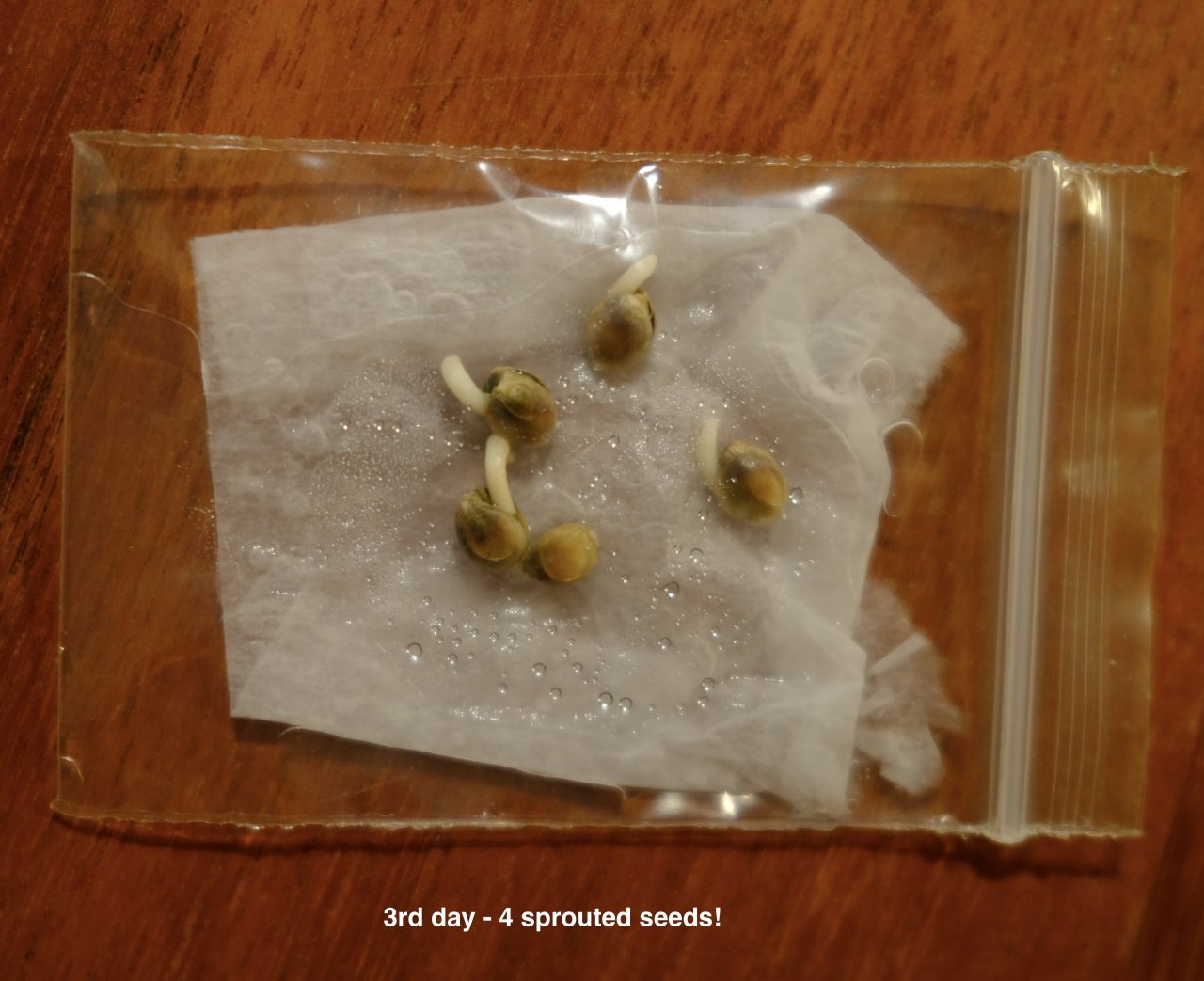 Mulanje 16 day old seeds to test germination