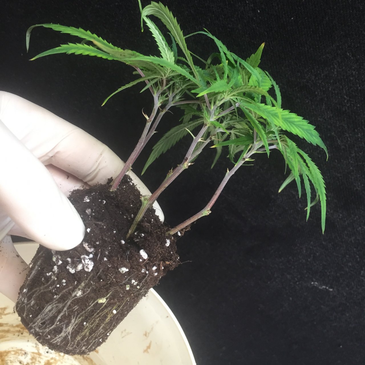 Multicup roots