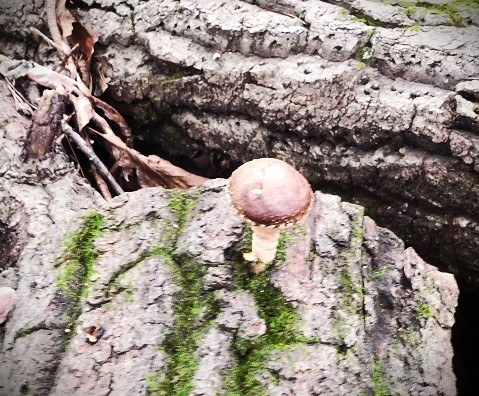 Mushroom1 Small.jpg