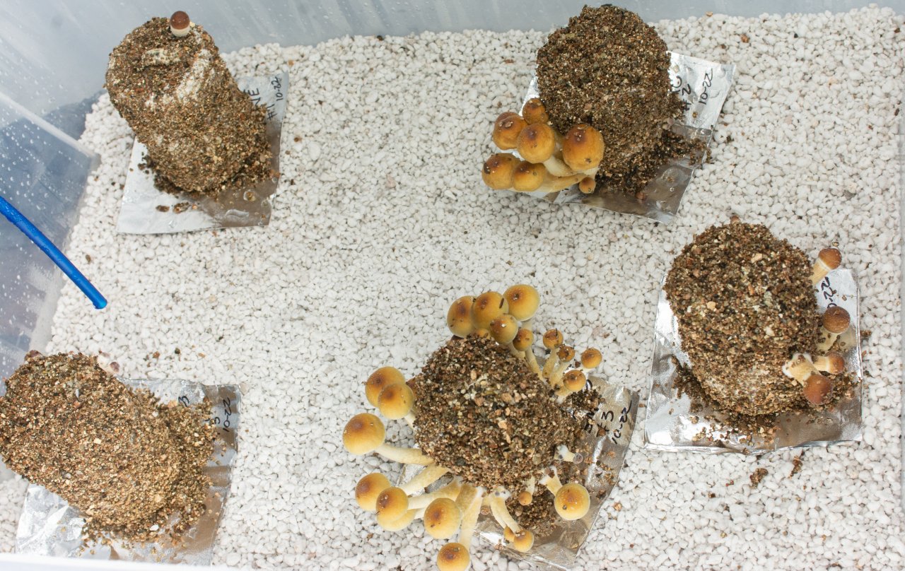 Mushrooms after 2nd dunk-2.jpg