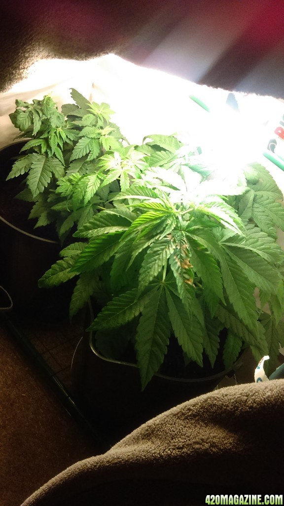my first grow at 5wks