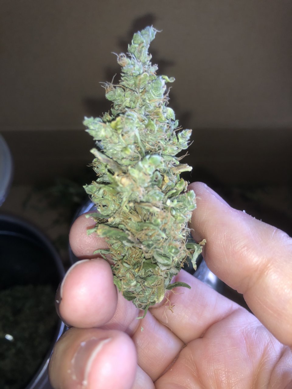 My first grow - one of the buds