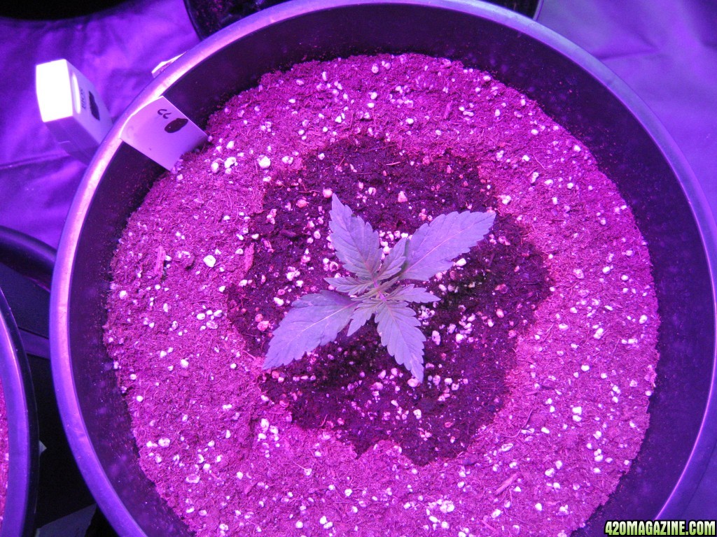 My first grow