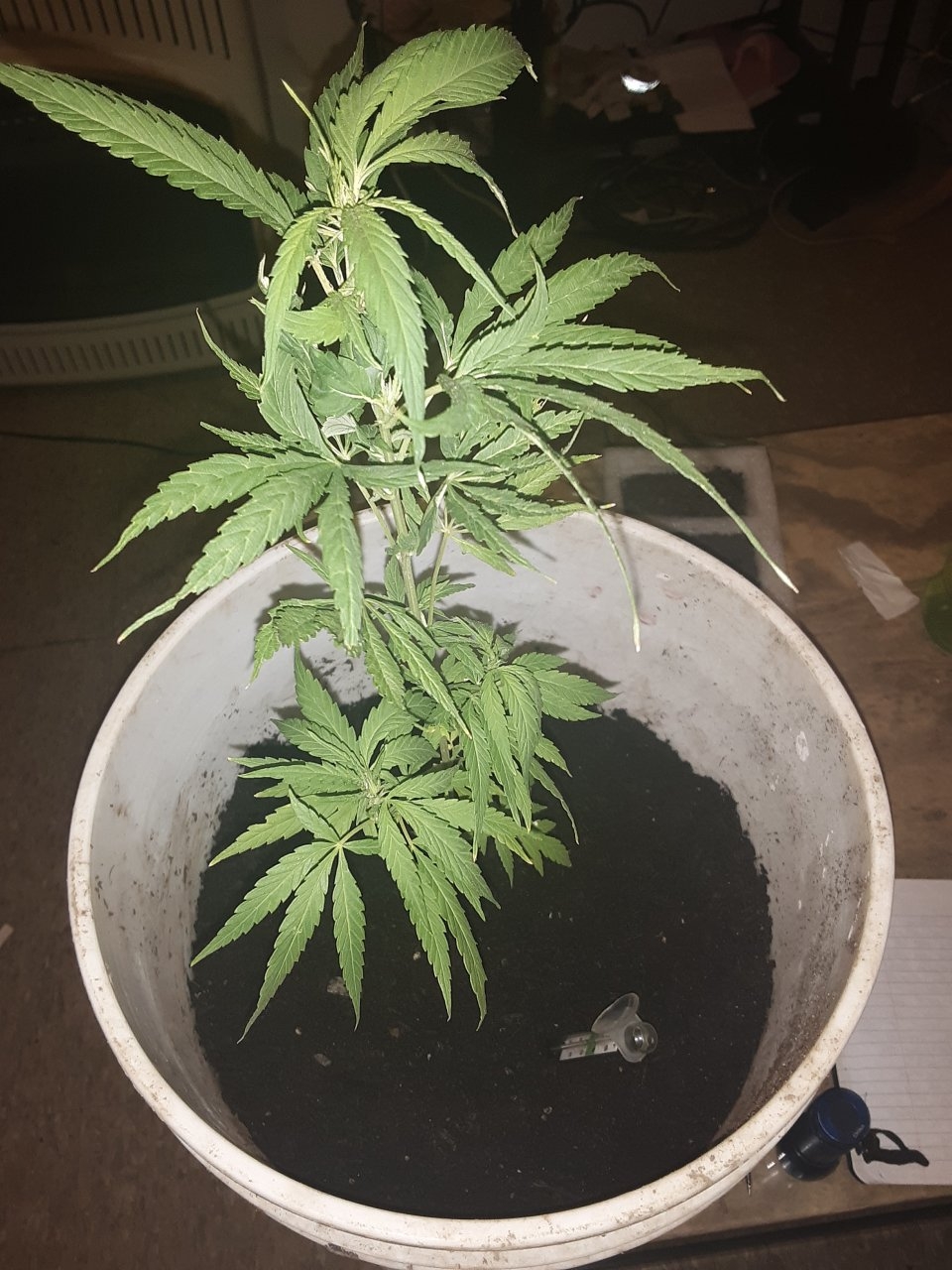 My first plant