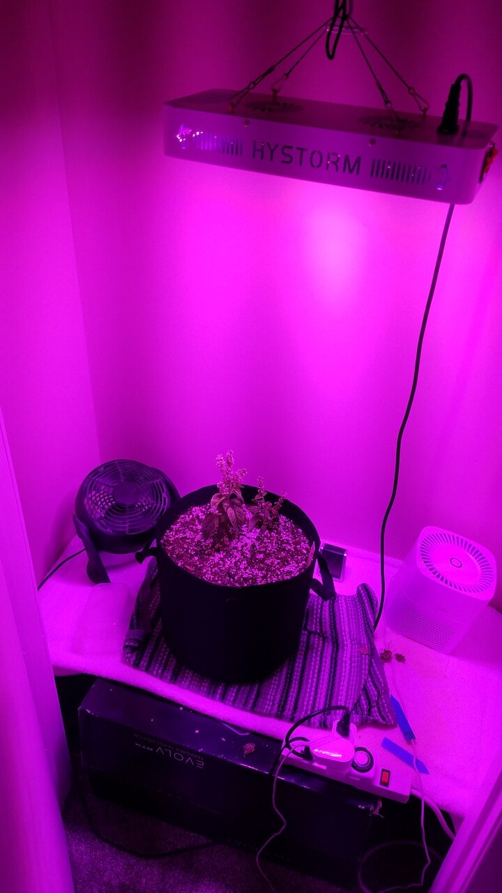 My flowering closet (on stand by)