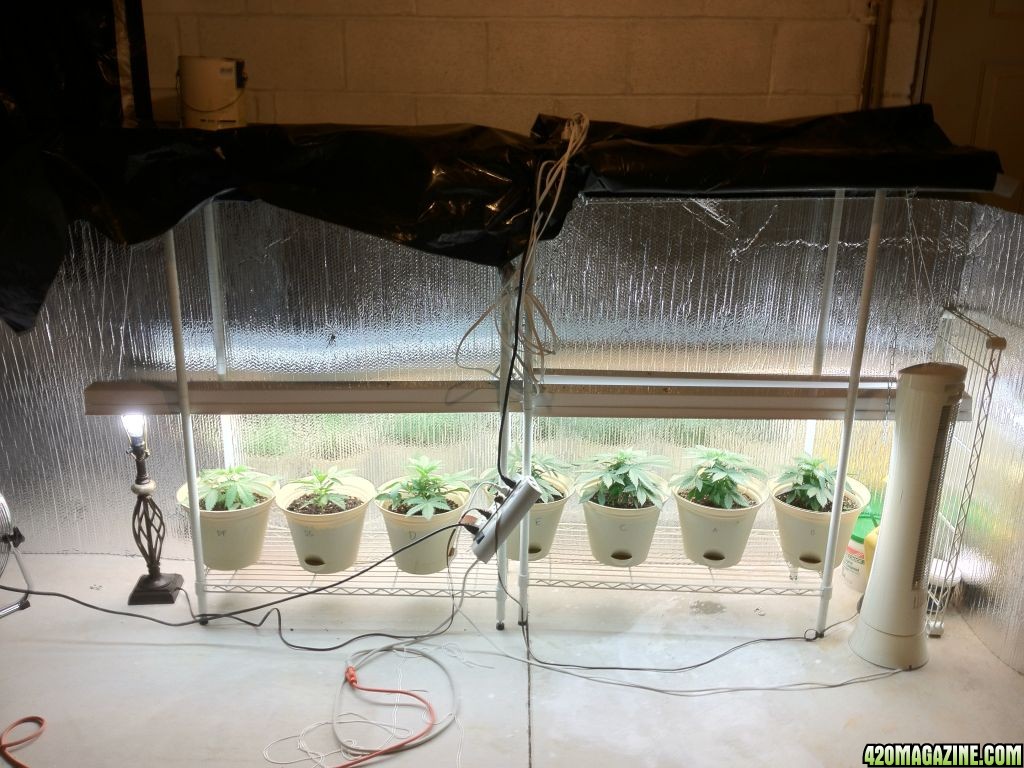 My ghetto rigged grow room