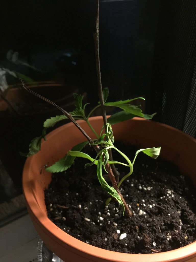 my plant is dying