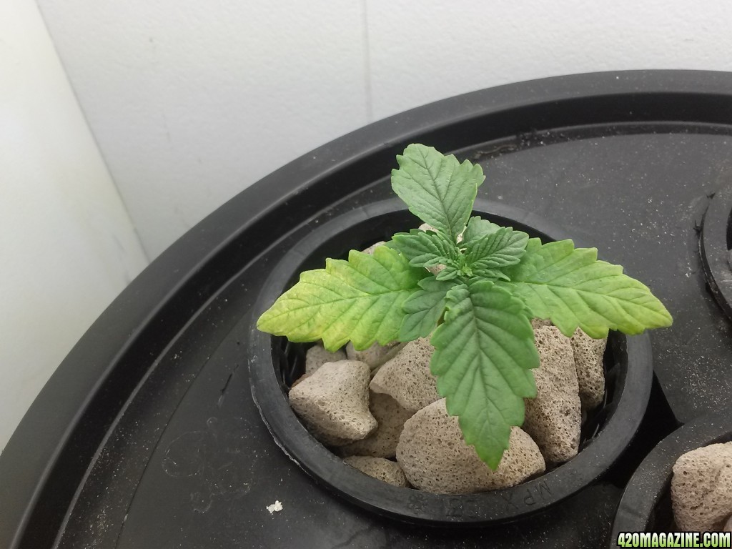 my plant issues please help