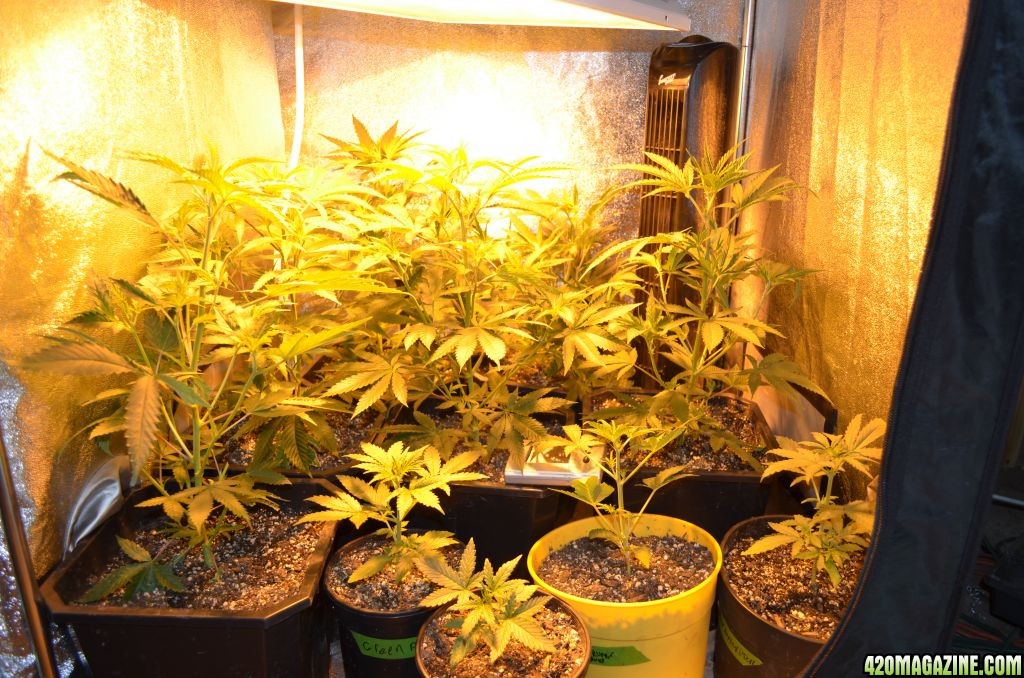my six sour diesel clones.  and four auto flowers
