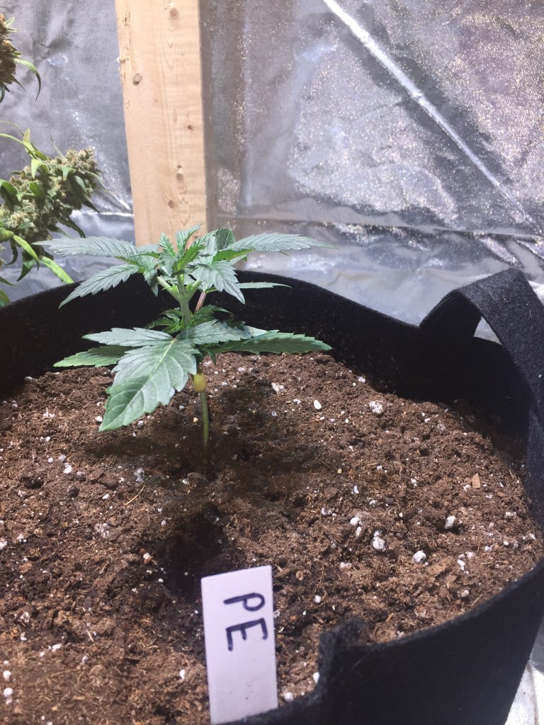 My topped auto Pineapple Express