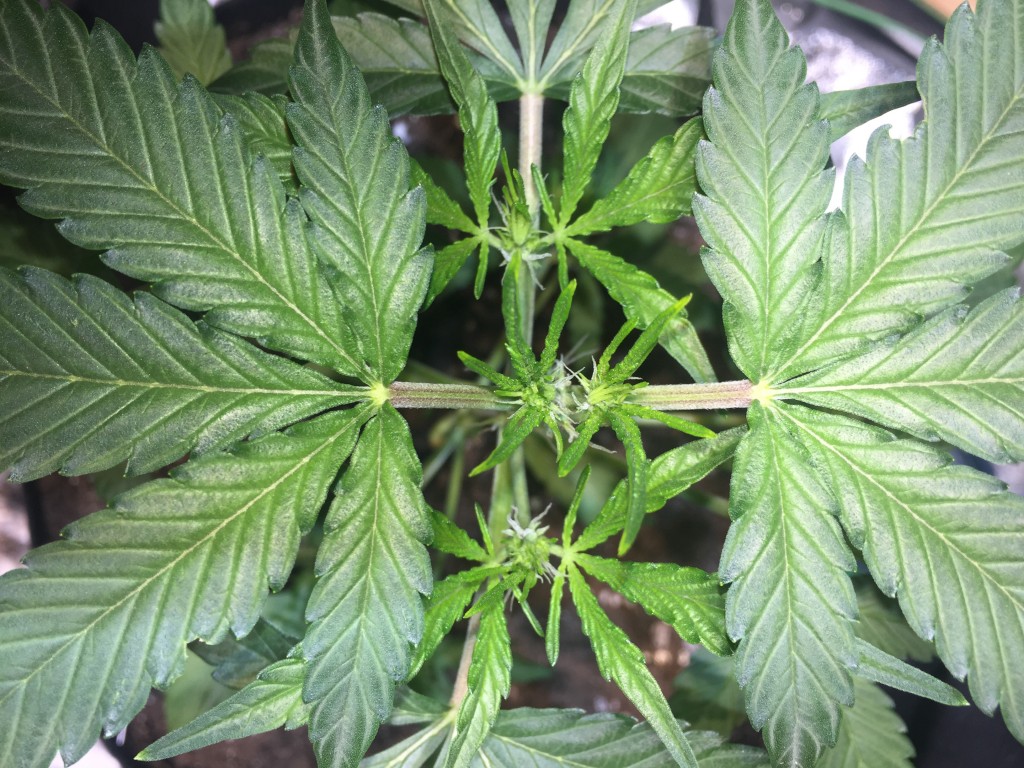 My topped autos
