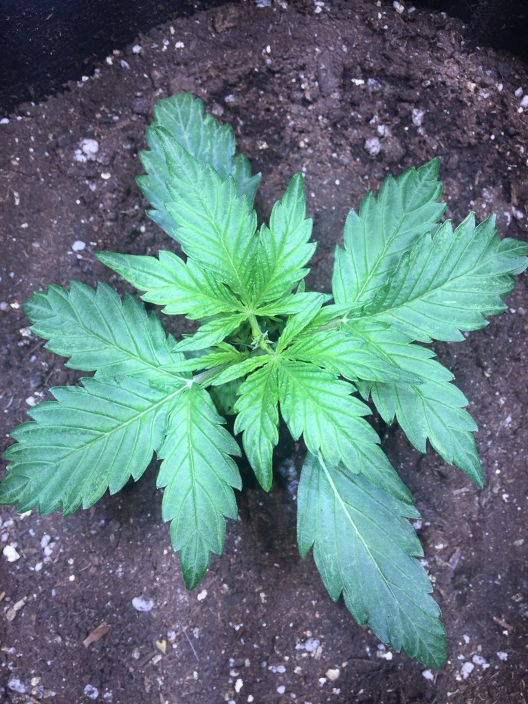My topped autos