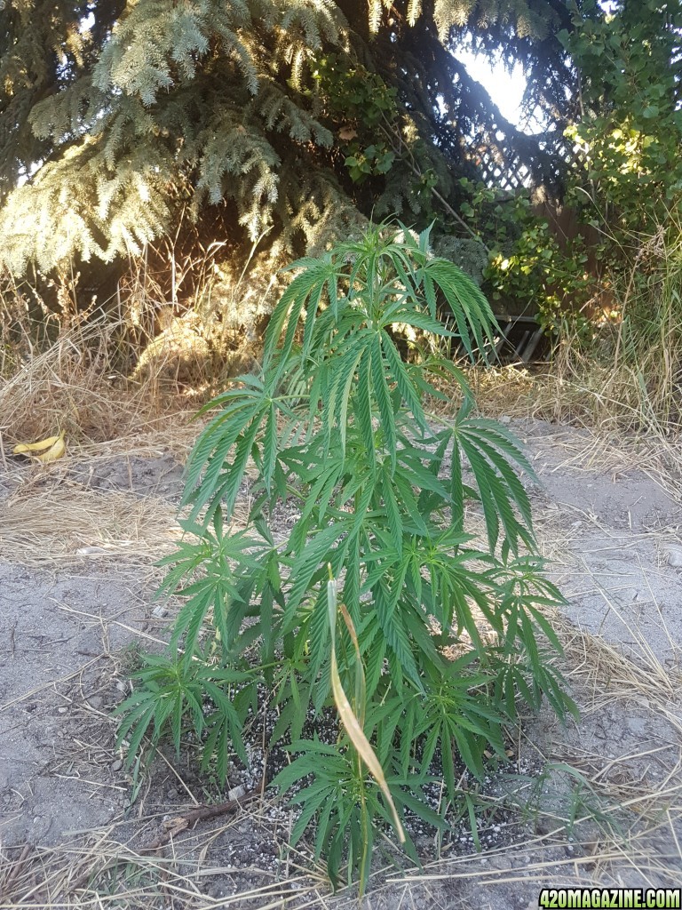 Mysteriously droopy plant