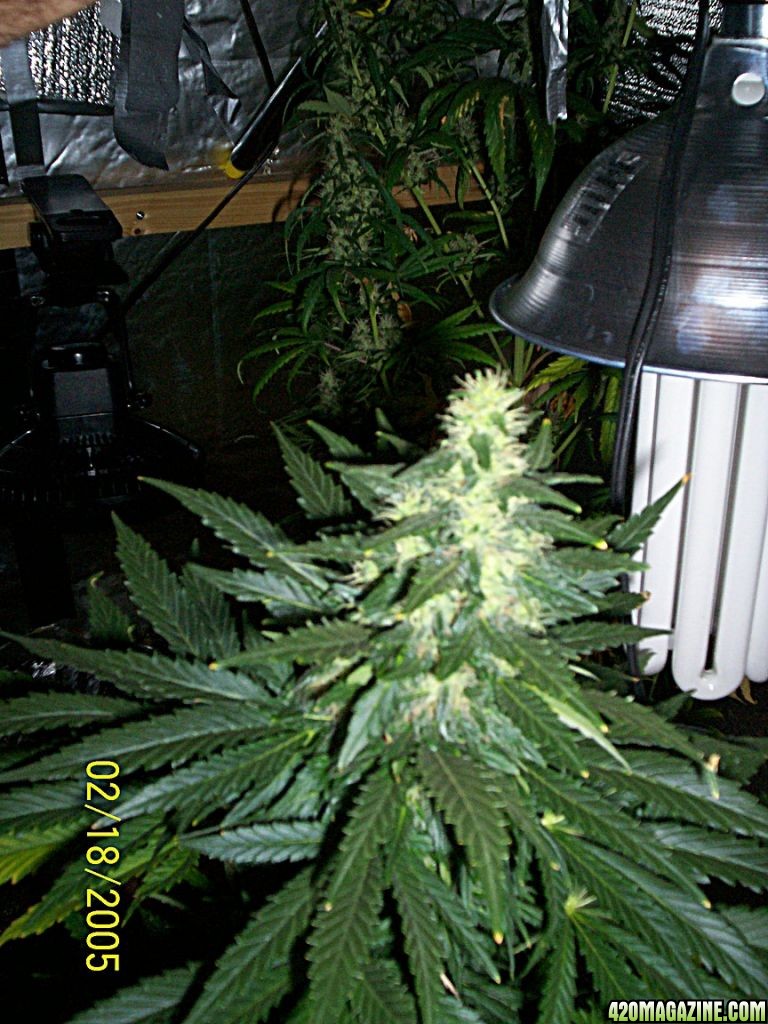 Name this plant  Fem Mix Froom WW seed Co.