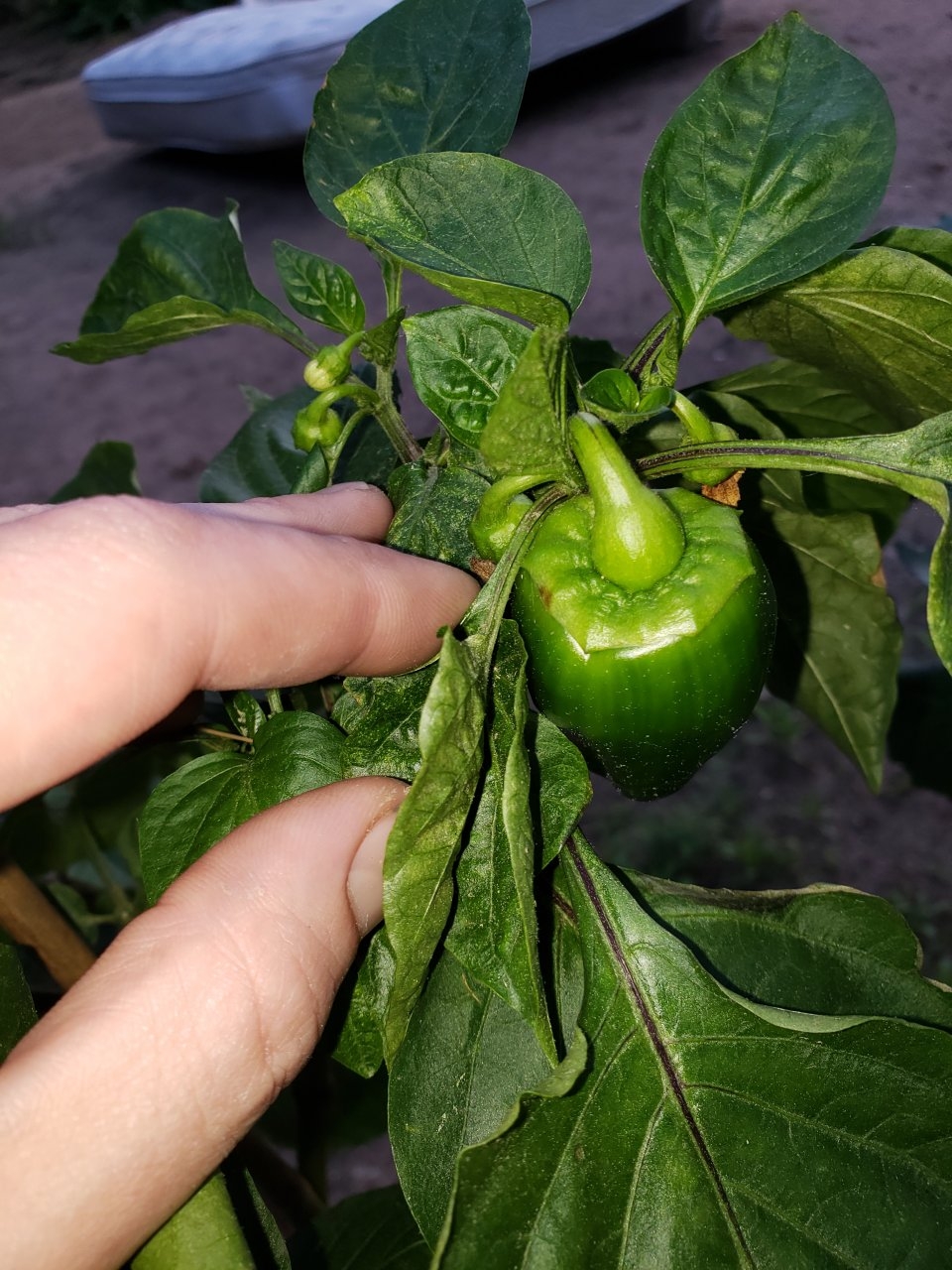 New baby peppers popping up