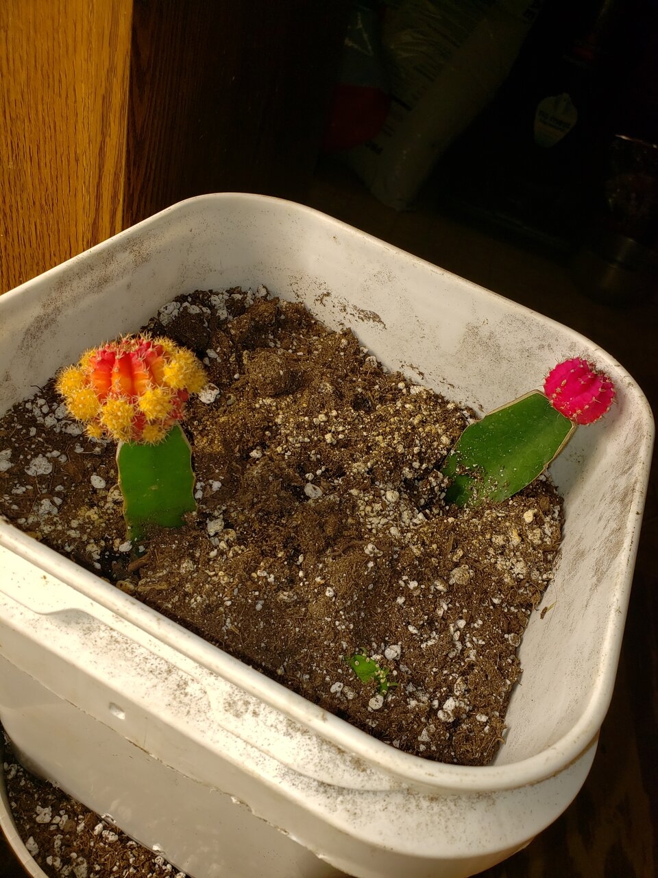 New cactus plants i transplanted