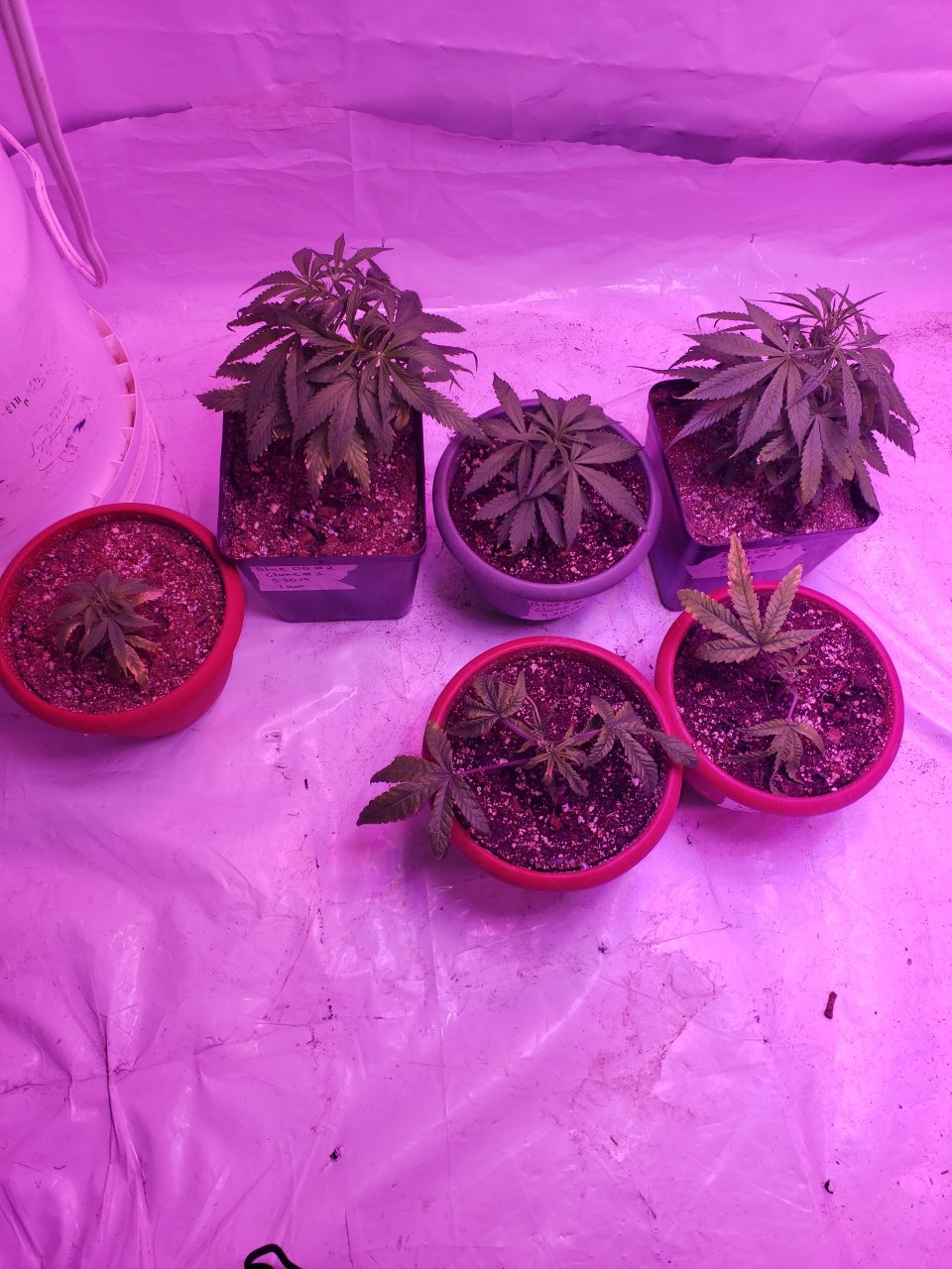 New clones Blue og x4 in back an 2 poss. Grapefruit OG in front