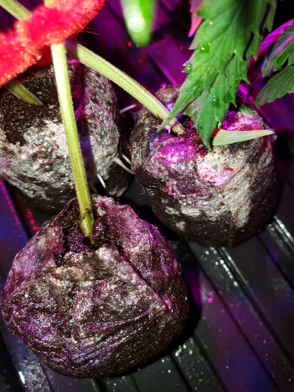 New clones made roots in 5 days white Alien's and Ice Cream