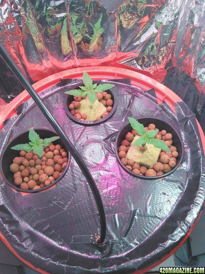 new grow 3 plants
