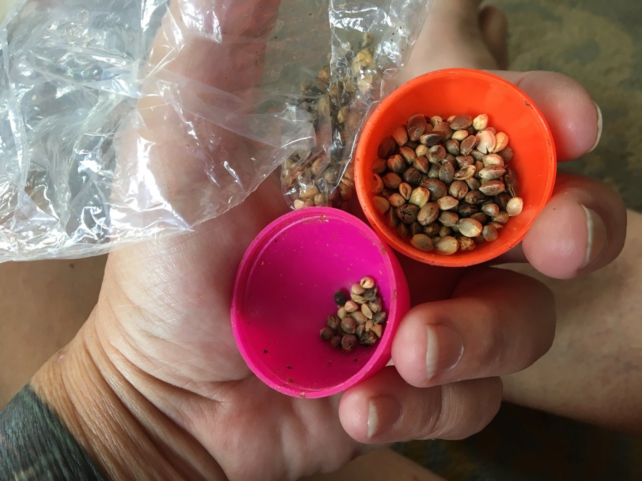New seeds to sort and store