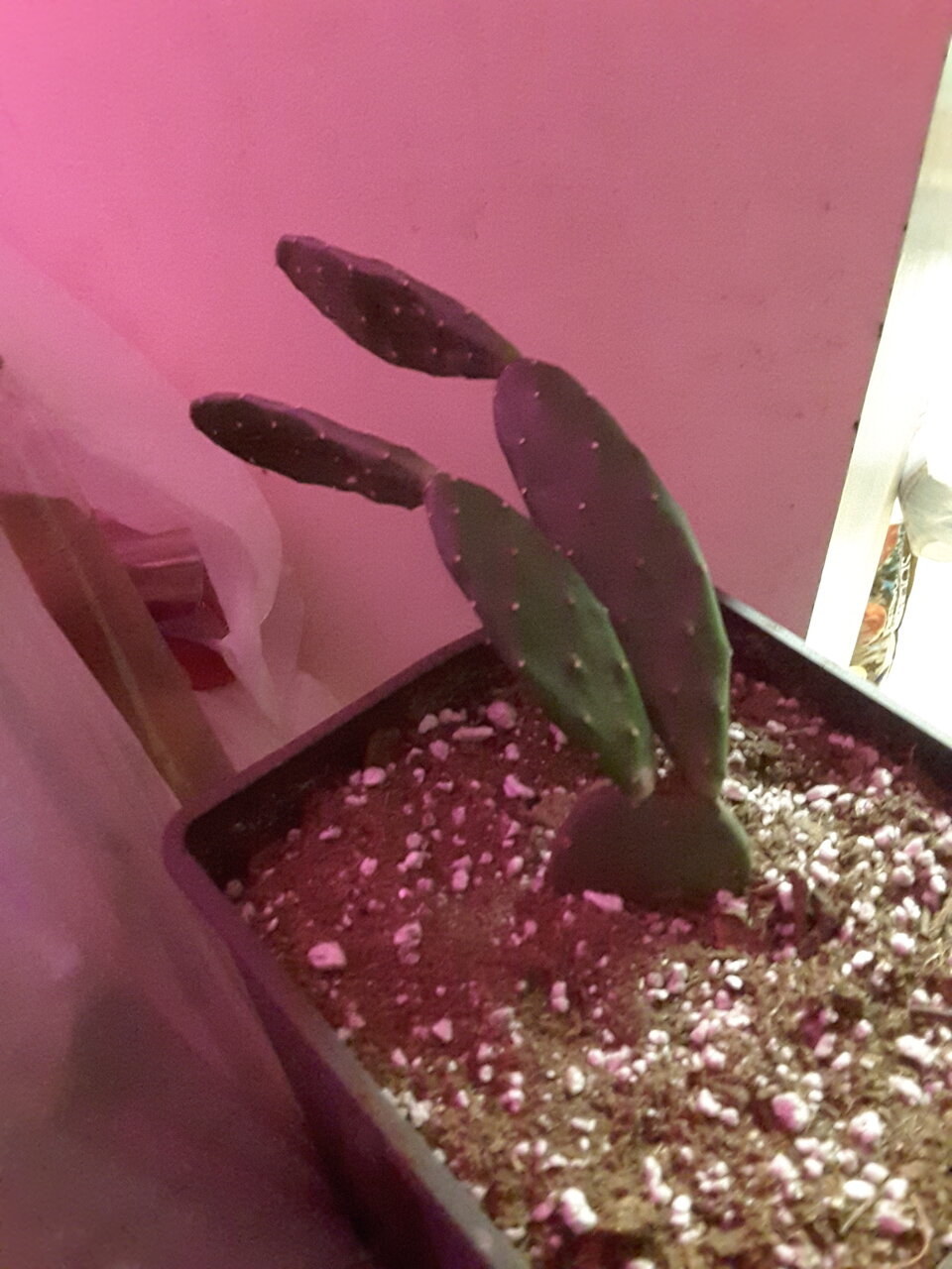 New xmas cactus got one 4 my gma for xmas