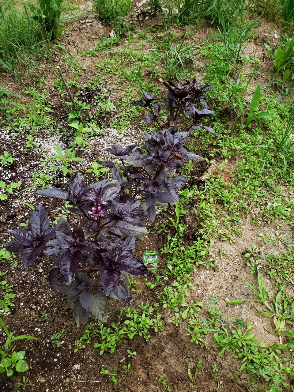 Non 420 garden Purple Basil