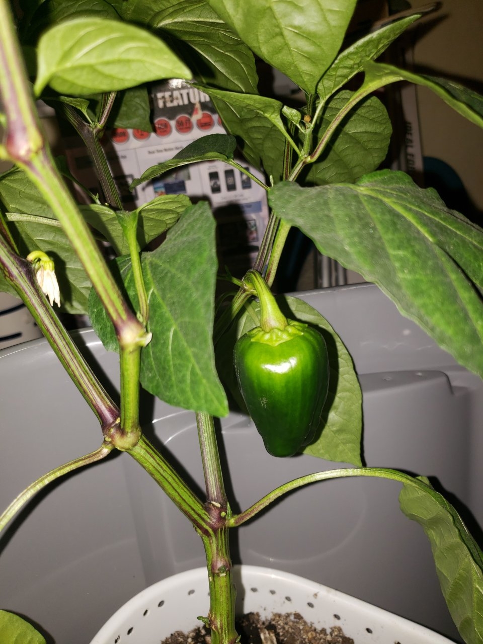 Non420 hibrix peppers
