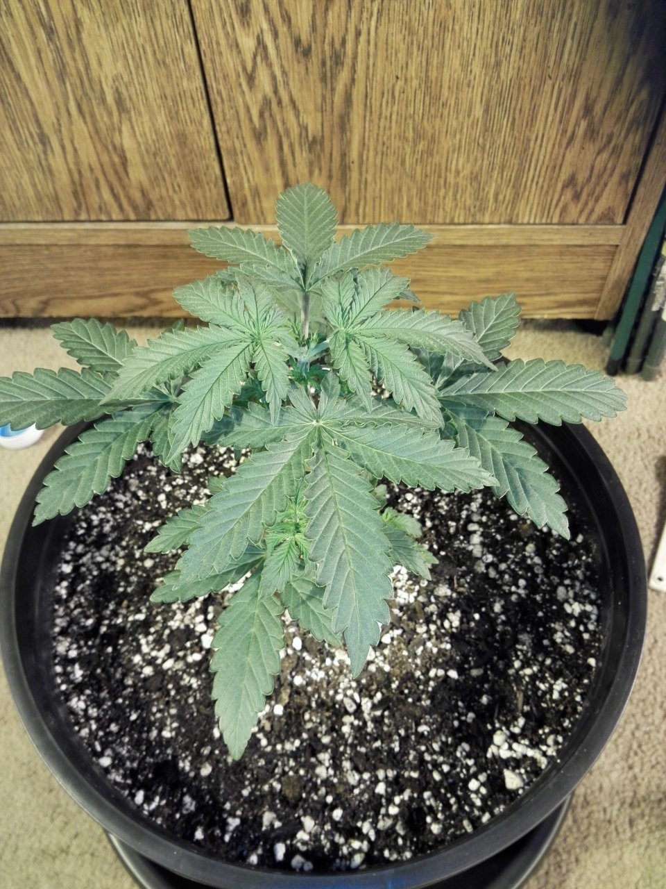 Northern Lights auto 21 days from sprout
