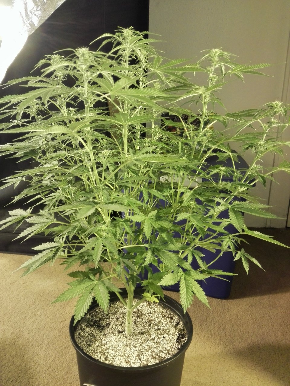 Northern Lights auto 44 days from sprout