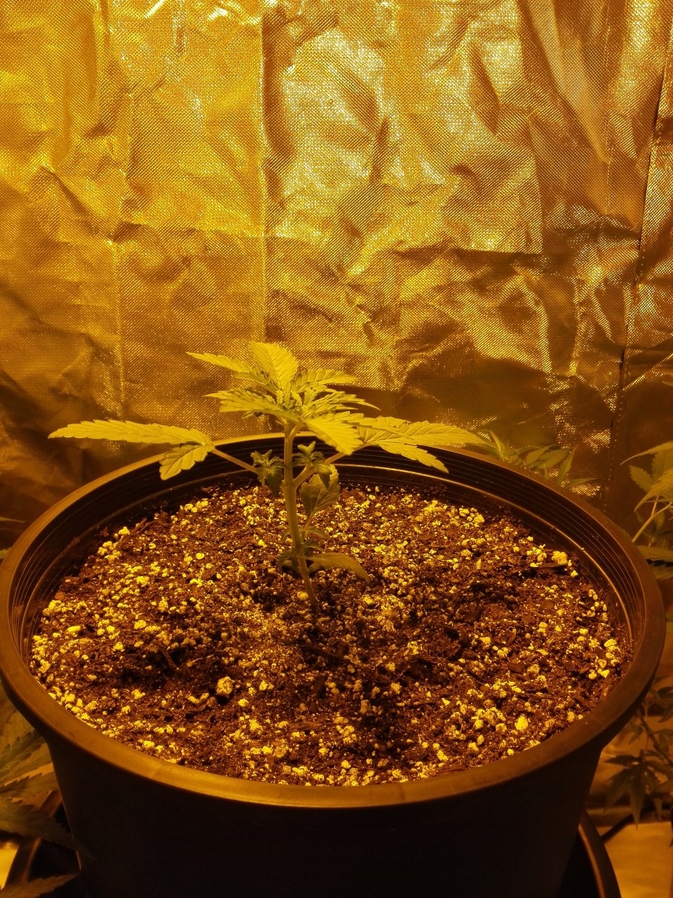 Northern Lights auto day 16 (again)