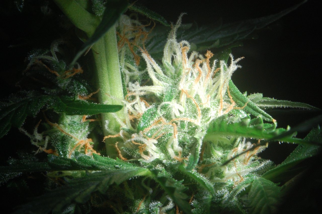 Northern Lights Auto - Side Nug - Lateral Bud Site