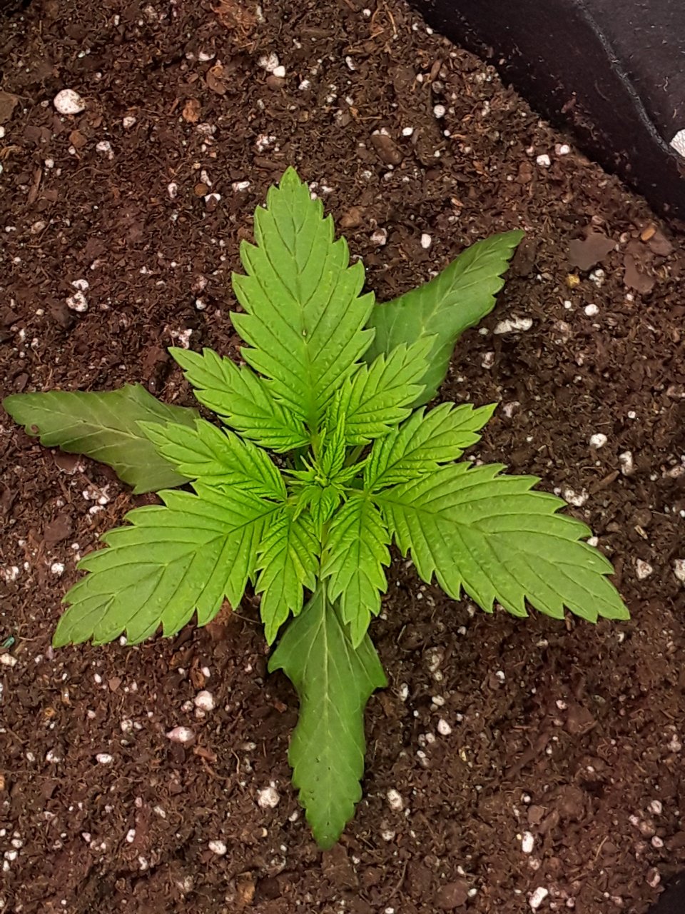Northern Lights Auto with spiral issues
