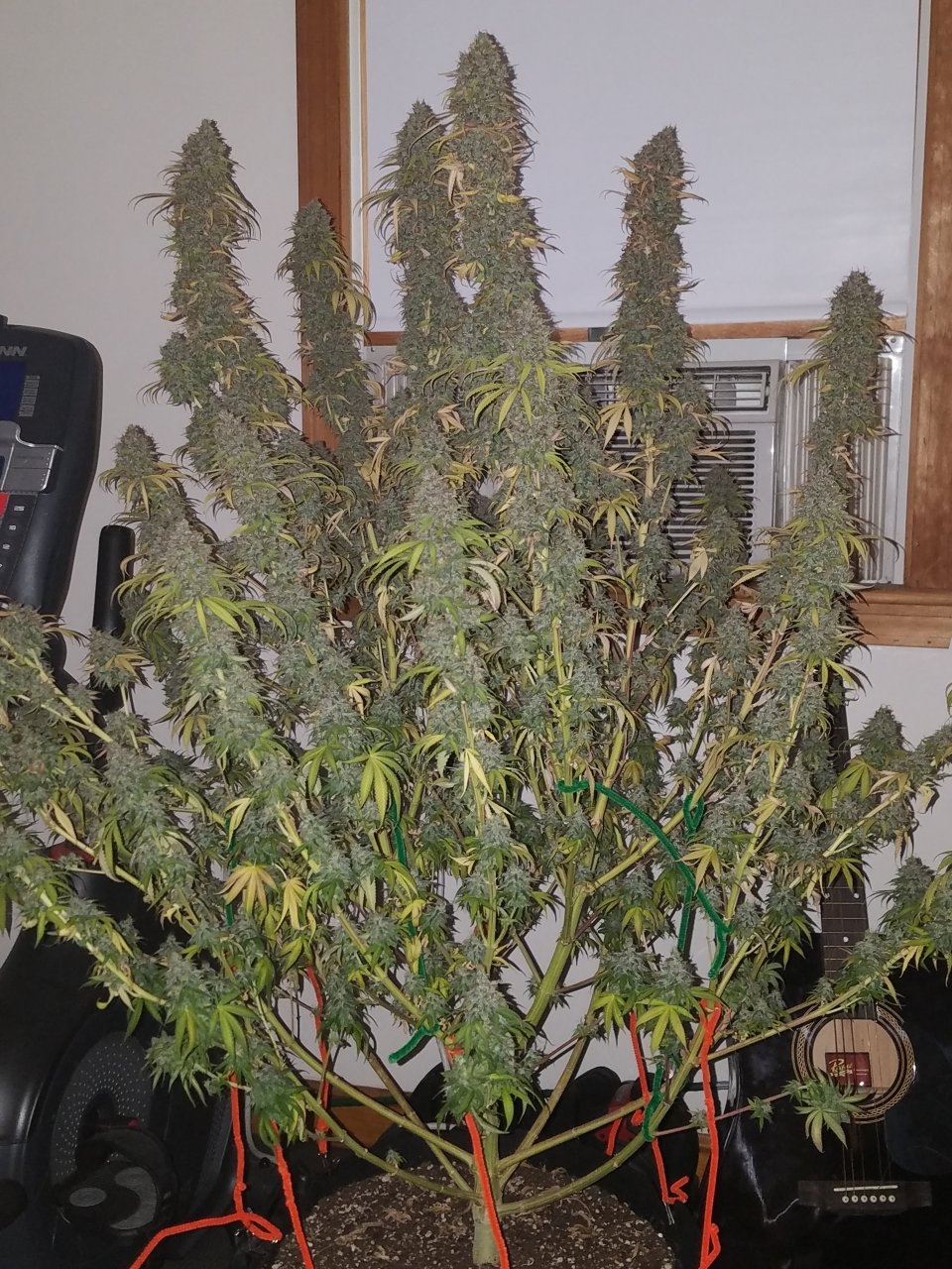 Northern Lights Harvest Day 64 Day 56 With Hairs 2.jpg