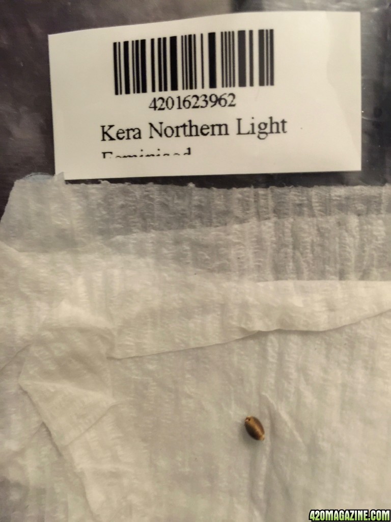 Northern Lights Seed