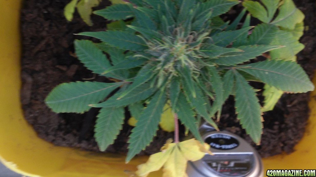not sur whatd wrong only a month in a half into flower