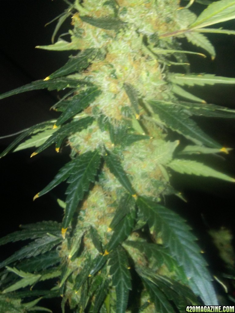 O.G 18 8 weeks into flower