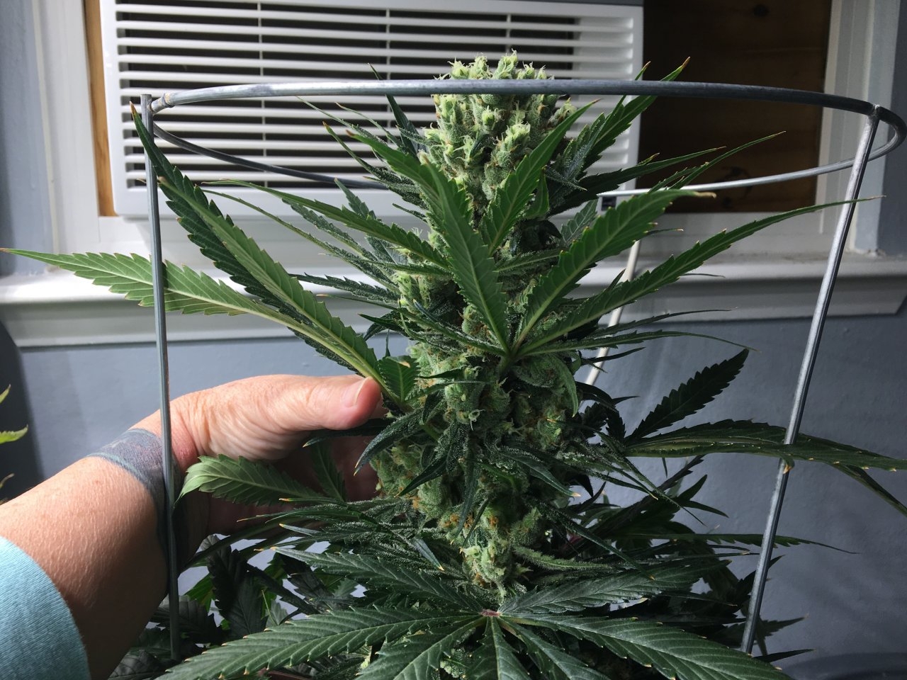 Octopot Candy Cane (56 days in flower)