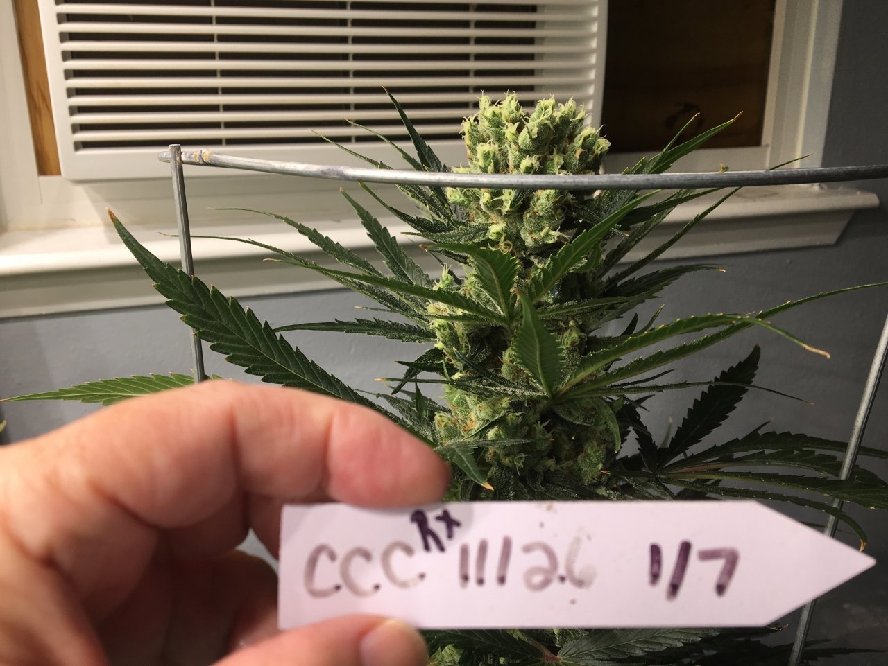 Octopot Candy Cane (56 days in flower)